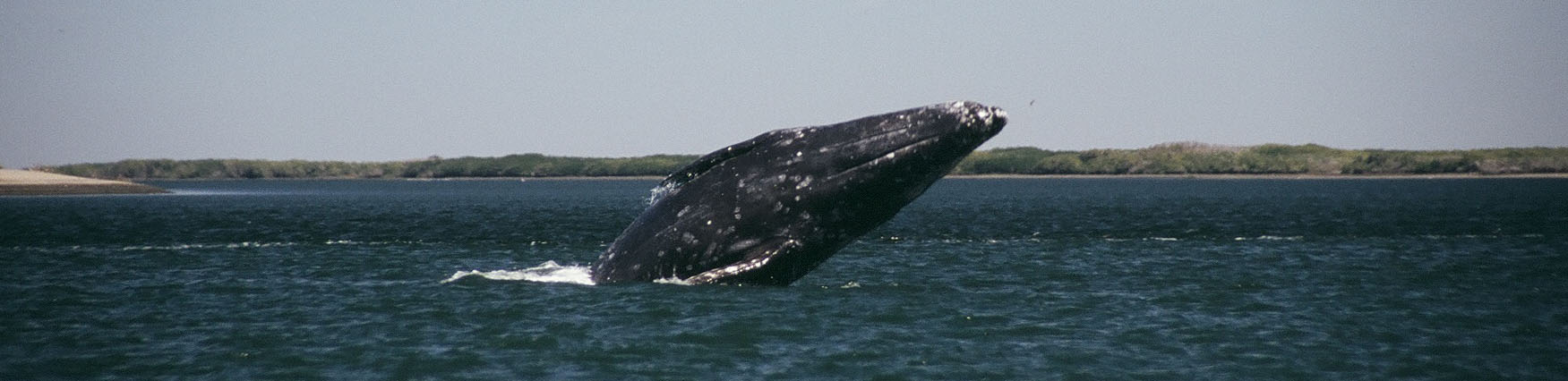 Whale_Baja-Duncan_Knowler.jpg