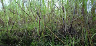 crop-half-sugarcane_Warren_Gretz_NREL_00313