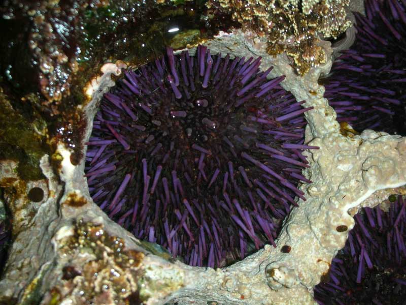 urchin