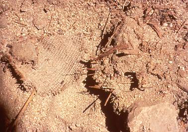 In-situ basketry and cordage fragments