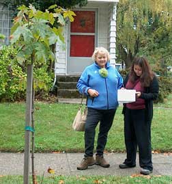 A team is collecting data on one of the younger trees in the neighborhood.
