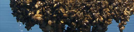 crop-Zebra_mussel_GLERL_3.jpg