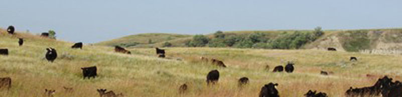 grassland_creative_commons_crop