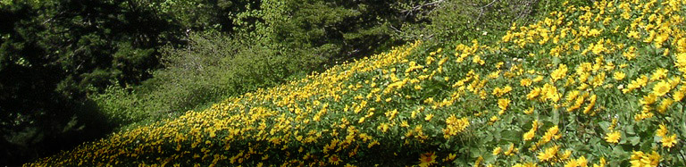 BalsamRoot-WindMountain-Noelwah_Netusil_from_Alex_Montgomery