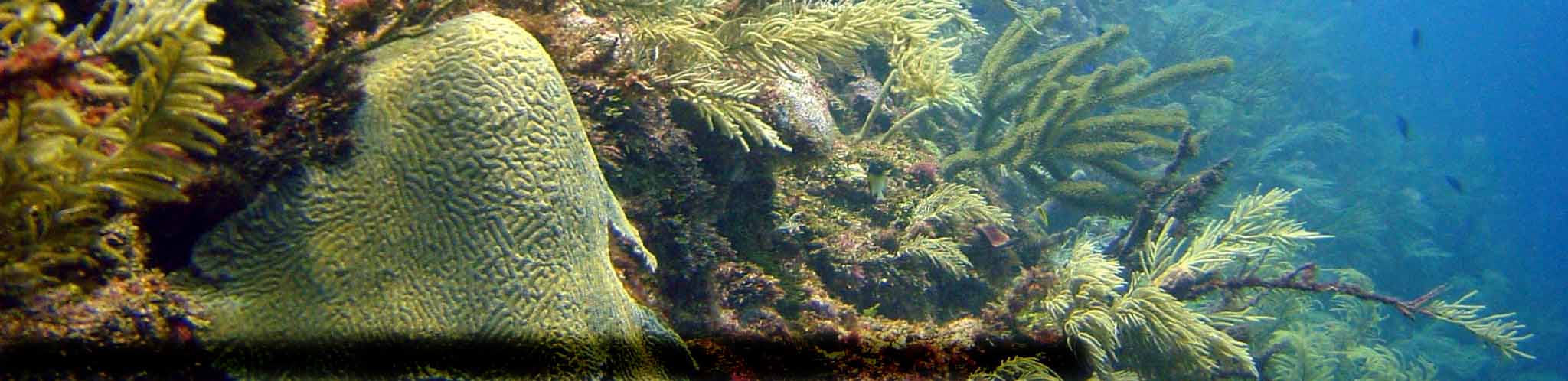 coral_reef-Luz_Londono-Diaz