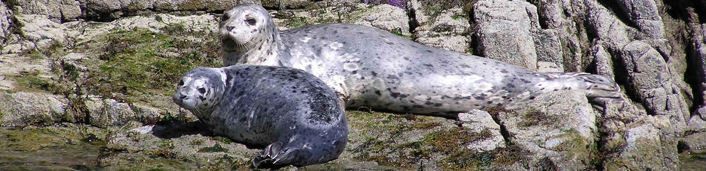 crop-seals_Discovery_Islands-Trudy_Cameron