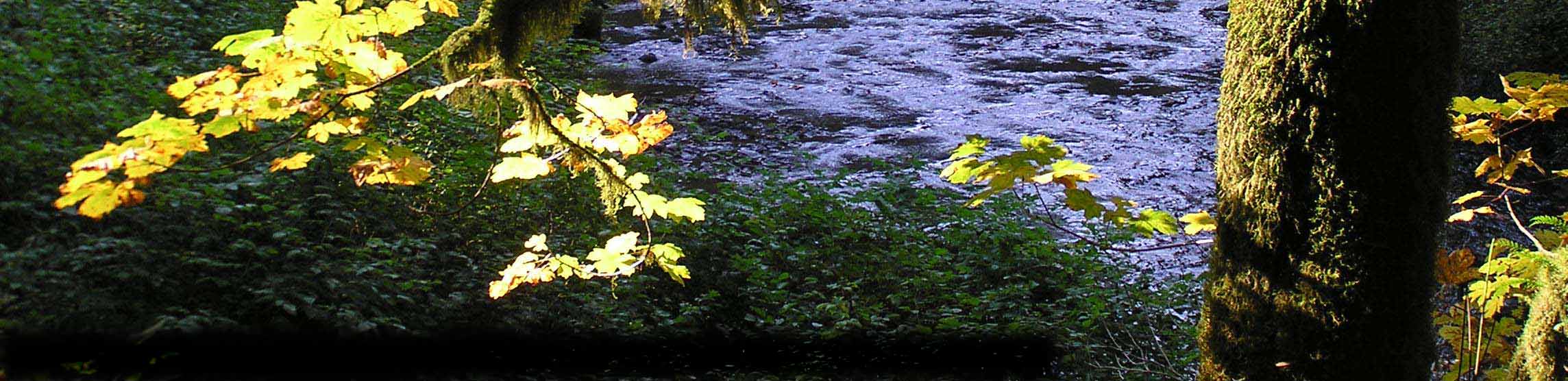 Silver Falls St. Park, OR-Trudy Cameron