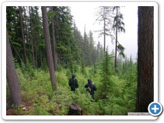 Wet forests of Northern Idaho