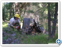 Sampling stump for fire scars, Ochoco Mountains, OR