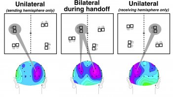 Center panel shows the 'soft' handoff zone in brain