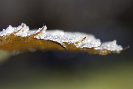 Herring roe on kelp on Calvert Island, B.C. (Caroline Fox/Raincoast.org)