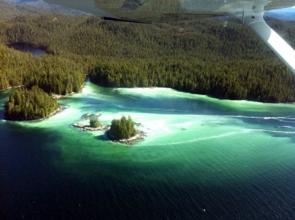 Herring spawn on central British Columbia Coast (Reg Moody, Heiltsuk) 