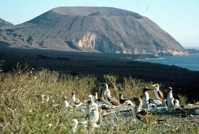 Volcano on Isabella Island in the Galápagos (Courtesy of Doug Toomey)