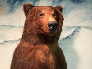 Kodiak bear in the Highlights of the Jensen Arctic Collection