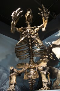 Skeleton of the Harlan ground sloth