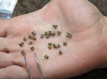 Vertebrae from herring collected at an archeological site