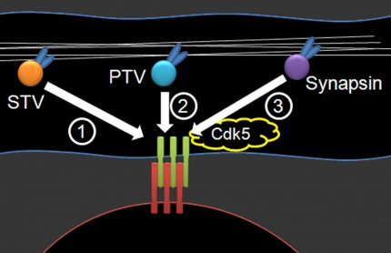 Illustration shows arrivals of three packets at synapse-building site