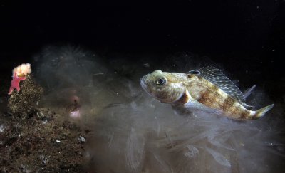 Notothenioid fish swimming at McMurdo Sound