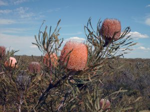 Image of Proteaceae plants in Australia