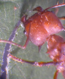 Close-up image of leaf-cutter ant working on a leaf