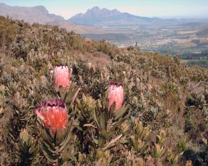 Image of Proteaceae plants in South Africa