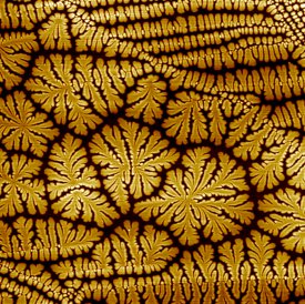 Image of fractals grown onto metal