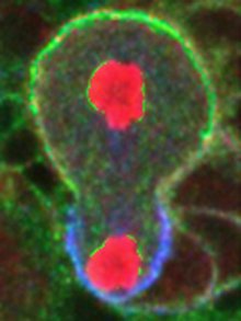 aPKC, top half, and Miranda, bottom, are highlighted in a Drosophila neuroblast