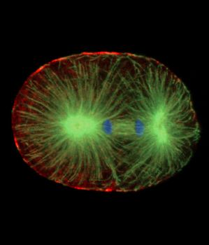 A photomicrograph made using fluorescent light microscopy shows a one-cell stage Caenorhabditis elegans (roundworm) embryo undergoing cell division.   (Image courtesy of Bruce Bowerman)