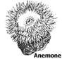 Anemone