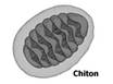 Chiton