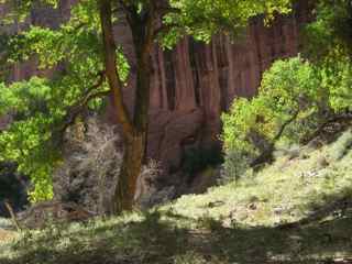 trees & cliffs, Canyon de Chelly, Navajo reservation