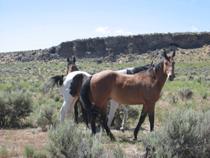 Horses at Desert Field Rockshelters