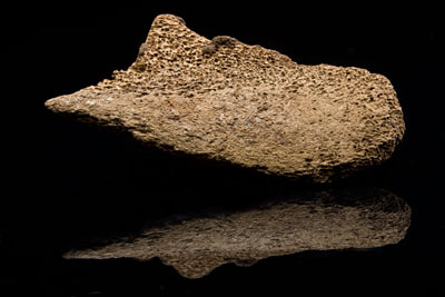 12000 year old bison scapula