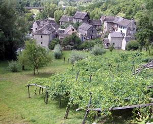 Vineyard and stone village