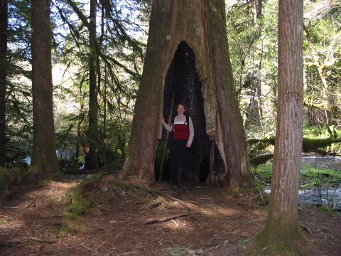Brit inside burnt tree