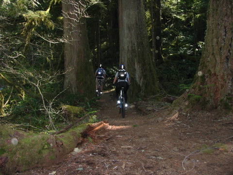 bikers heading back: too much fallen timber!