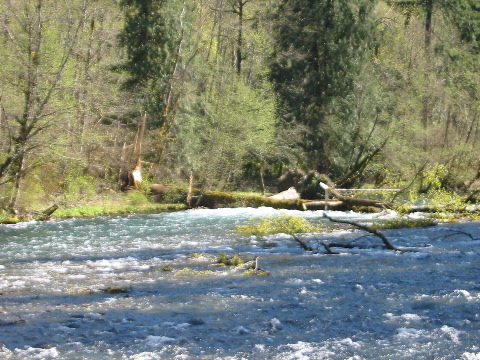 tree blocking river