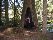 Brit inside burnt tree