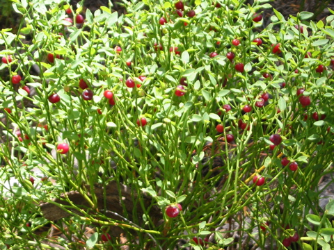 these huckle berries...