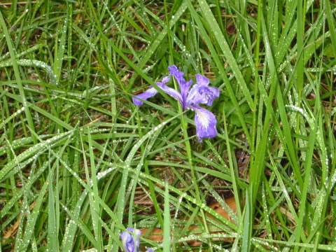 Pink Easter Lily (?)