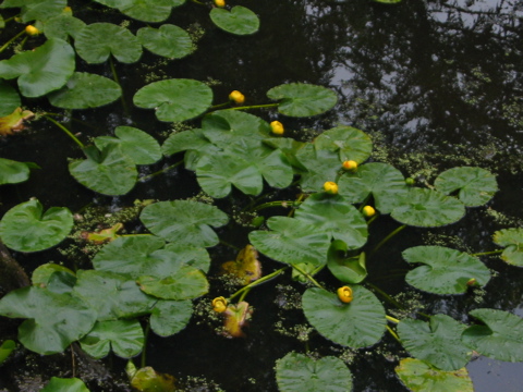 Yellow Pond Lilies