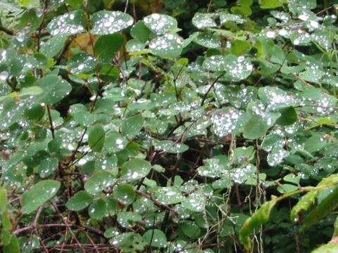 Diamanten auf Bl&auml;ttern