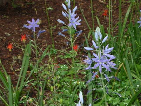 Blauer Camas (eine Lilie) und rote Western Columbine
