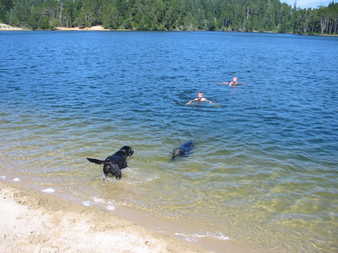 die Hunde auch