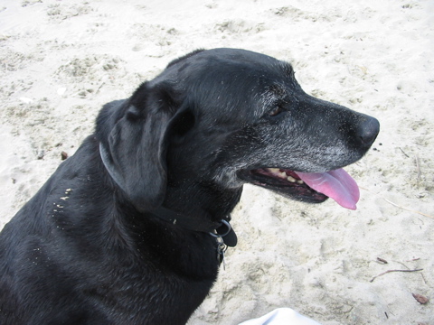es folgen 5 Hundefotos: #1