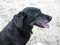 es folgen 5 Hundefotos: #1