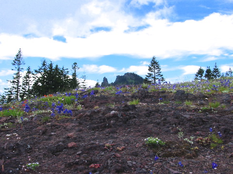 wildflowers in front, Iron Mountain behind