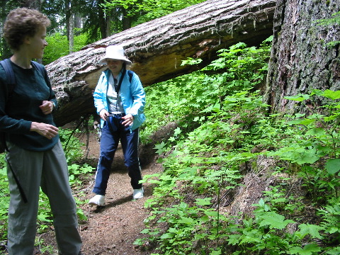 ...or hike half a mile, under a fallen tree...