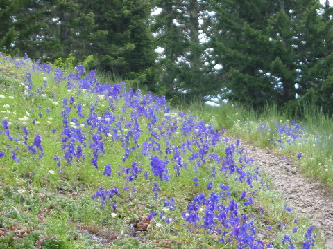 ...to the Cone Peak wildflower trail...