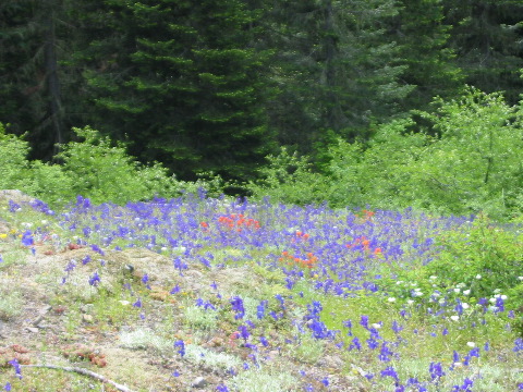 with its meadows of blue Larkspur and red Indian Paint Brush